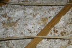 IMG_1604, Squirrel Feces and Urine.JPG